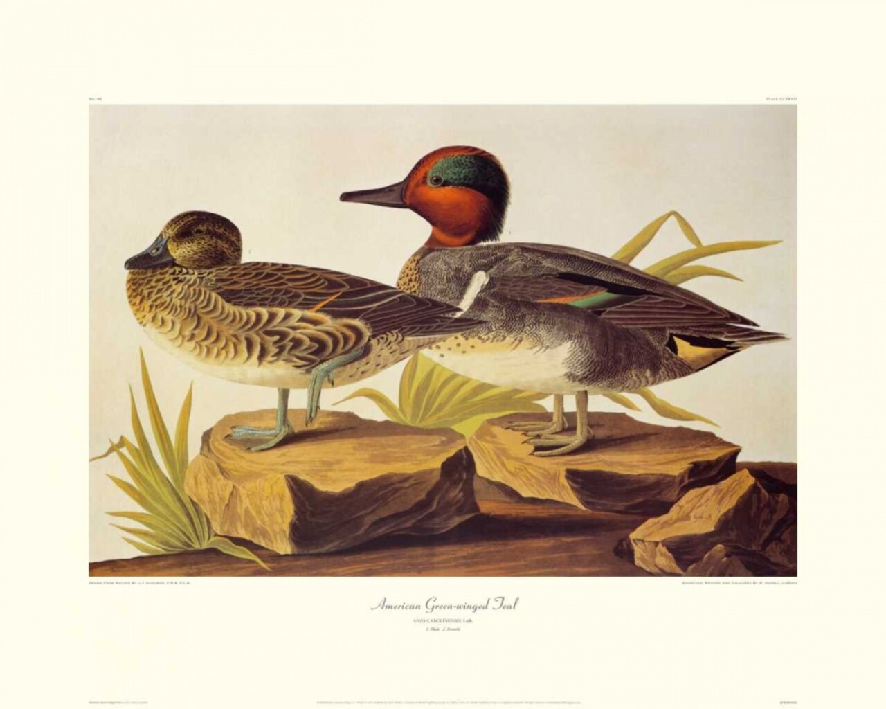 American Green-Winged Teal Poster Print by John James Audubon - Item # VARPDX132765